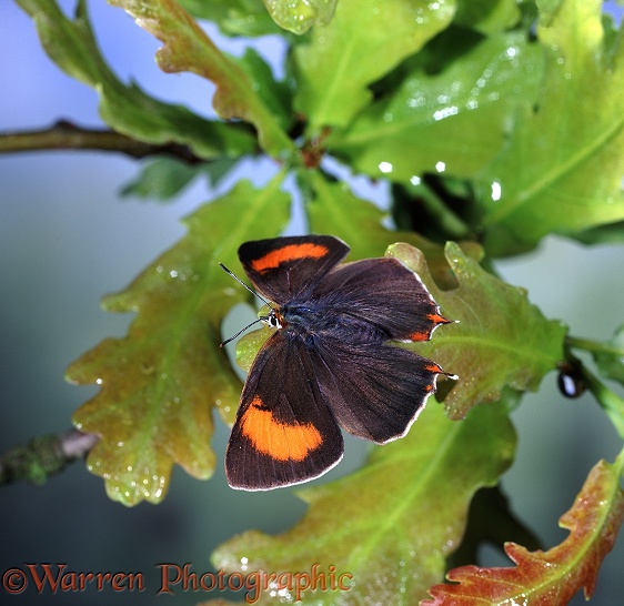 Brown Hairstreak Butterfly (Thecla betulae) female basking on oak leaves