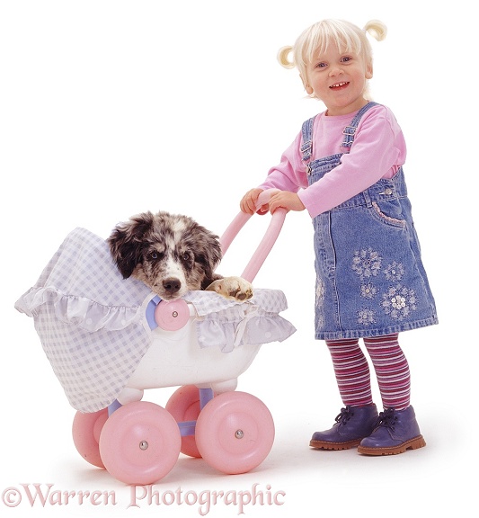 Siena pushing blue merle Border Collie pup Ash in a pink pram, white background