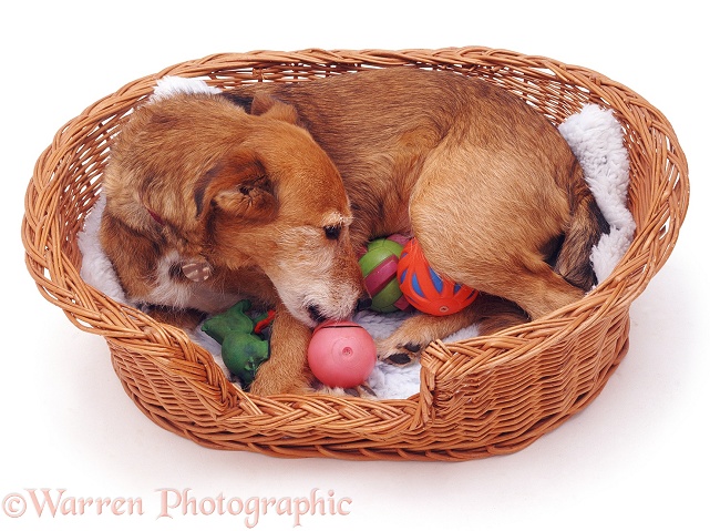 Lakeland Terrier x Border Collie bitch Bess, with phantom pregnancy, has gathered toys into a basket to mother them, white background