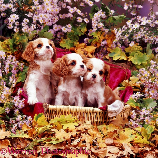 Three Blenheim Cavalier King Charles Spaniel puppies, 6 weeks old, in a basket, among fallen autumnal Oak leaves and wild Michaelmas Daisies