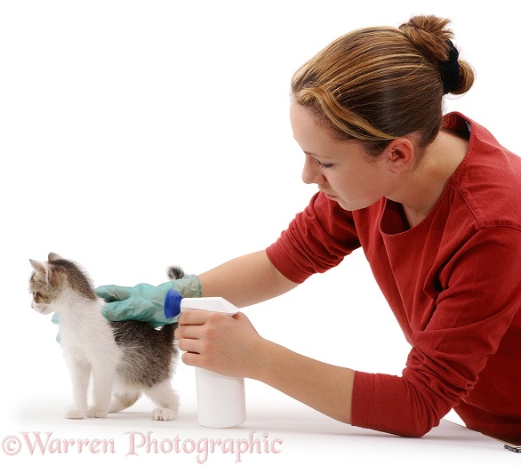 Kathryn spraying Alexandria kitten, 8 weeks old, with Frontline flea spray, white background
