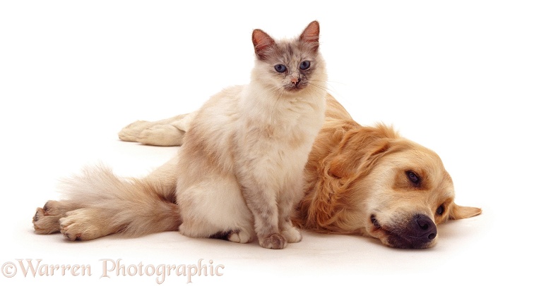 Golden Retriever dog Jez friendly with tortie point Birman cat Tallulah, white background
