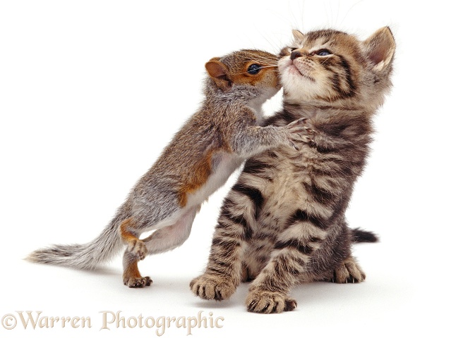 Baby Grey Squirrel kissing a tabby kitten, white background