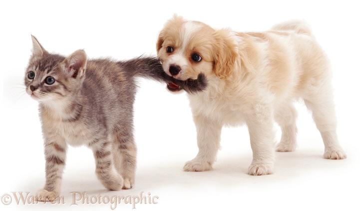 Naughty Cavalier x Spitz female puppy playfully pulling blue tabby kitten's tail. Both 8 weeks old, white background