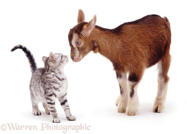 Silver spotted kitten Zep meets Toggenburg kid, white background