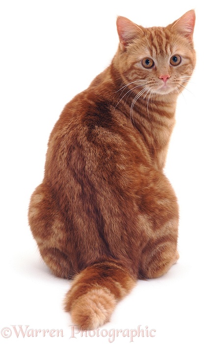 Ginger cat sitting looking round, white background