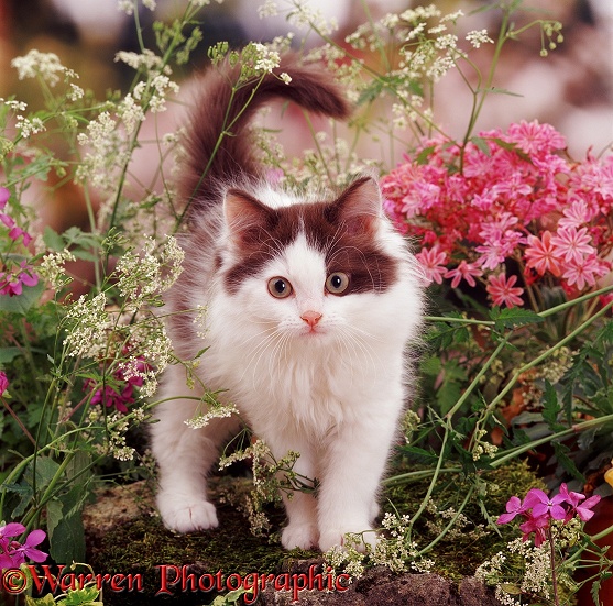 Chocolate-bicolour kitten with Hedge Parsley and Lewisia
