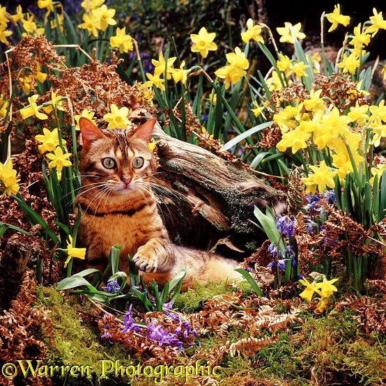 Bengal cat Rasha among Daffodils