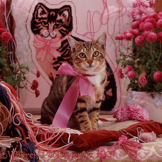 Tabby cat in pink ribbon, in front of tapestry of cat with pink ribbon