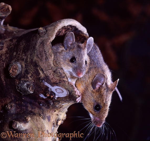 Yellow-necked Mice (Apodemus flavicollis) emerging from a hollow apple branch.  Europe