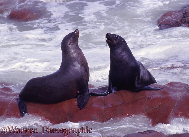 Cape Fur Seal (Arctocephalus pusillus) females socialising.  Africa