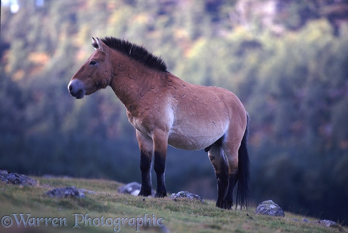 Mongolian Wild Horse (Equus ferus przewalskii) battle-scarred stallion.  Asia