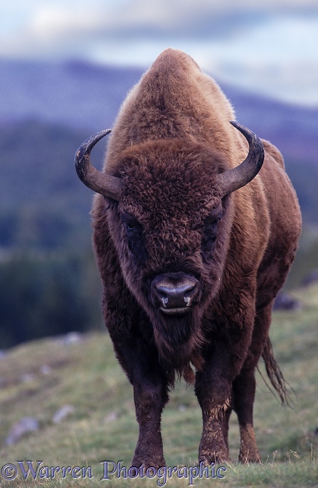 European Bison (Bison bonasus) bull.  Europe