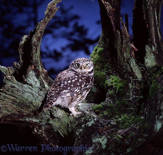 Little Owl (Athene noctua) on mossy stump.  Europe