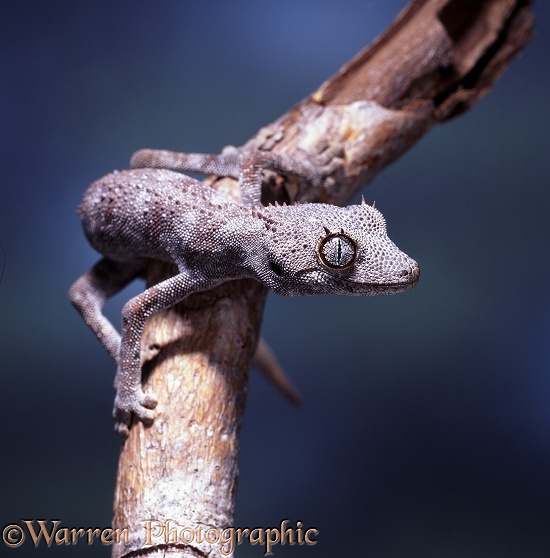 Gecko (Diplodactylus ciliaris).  Northwest Australia