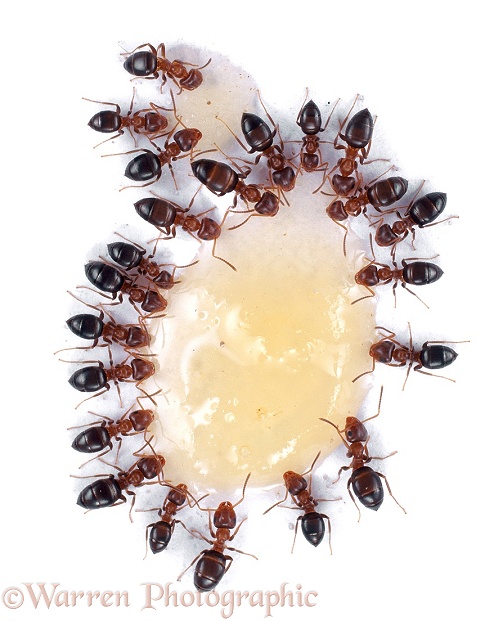 Ants (unidentified) feeding on spilt honey, white background