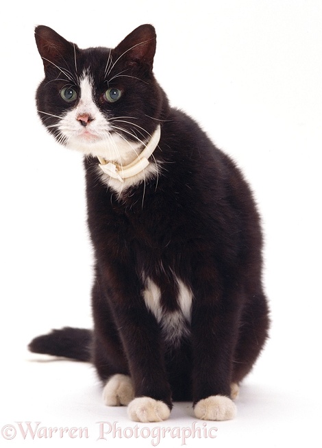 Elderly black-and-white cat, George, 13 years old, sitting, white background