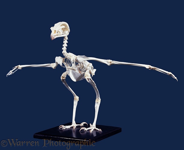 Bird of prey skeleton