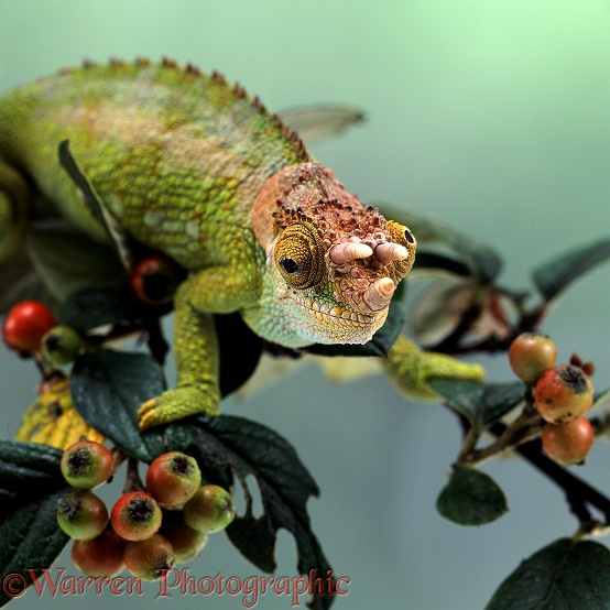 Johnson's Chameleon (Chamaeleo verrucosus) showing independent eyes.  East Africa