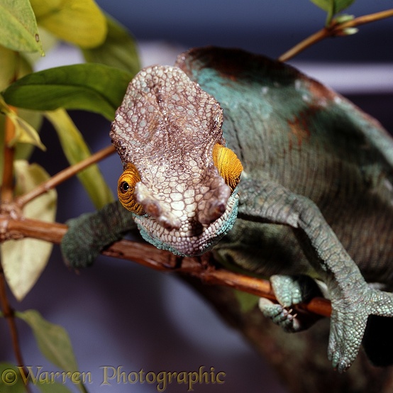 Parson's Chameleon (Chamaeleo parsonii) showing independent eyes.  East Africa