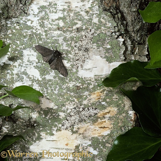 Peppered Moths (Biston betularia) normal and melanic forms resting on a birch  trunk.  Europe