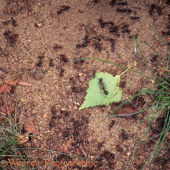 Wood Ants (Formica rufa) moving about near their nest.  Europe