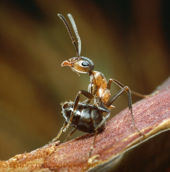 Wood Ant (Formica rufa) worker curling its tail ready to eject formic acid at an intruder