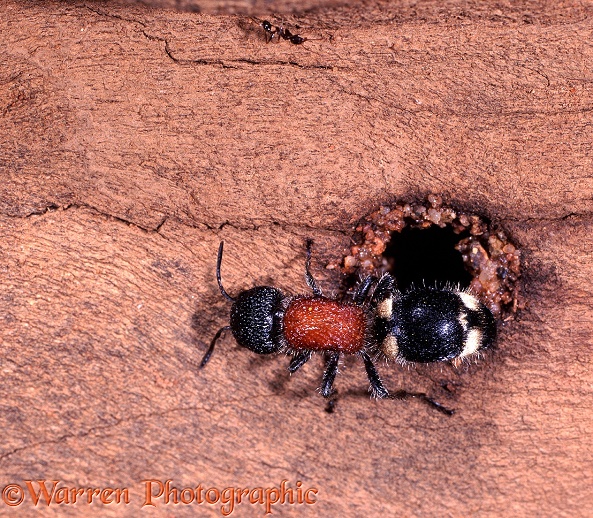 Velvet Ant (unidentified) outside the tunnel of its host