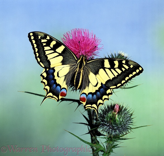 European Swallowtail Butterfly (Papilio machaon) on Spear Thistle.  Europe