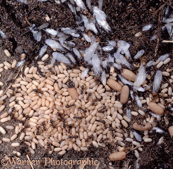 Black Ant (Lasius niger) workers with pupae and winged queens and drones