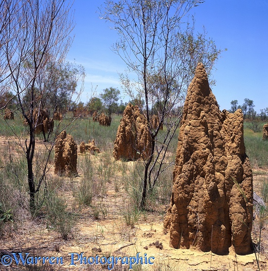 Termite towers.  North-west Australia