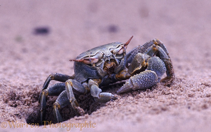 Sand Crab (Ocypode species) cleaning sand from eyes after emerging from burrow.  East Africa