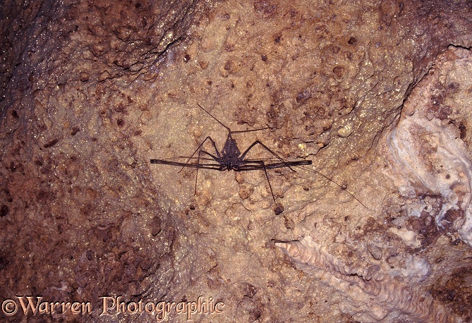 Whip scorpion (unidentified) on wall of limestone cave.  East Africa