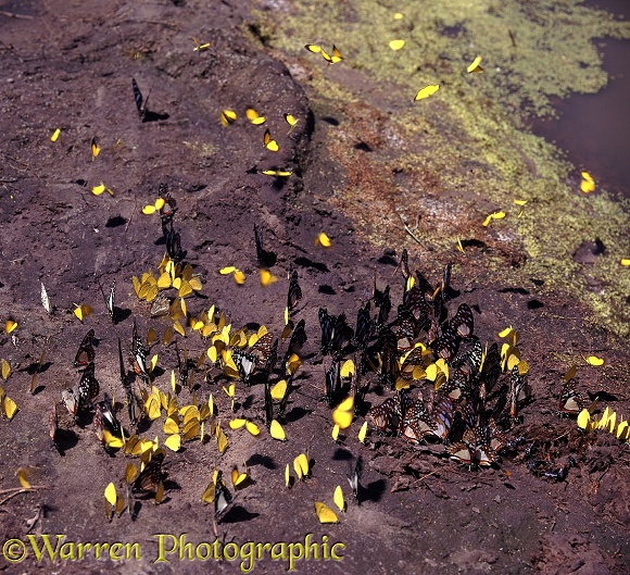 Butterflies congregating at a buffalo wallow.  Southern Africa