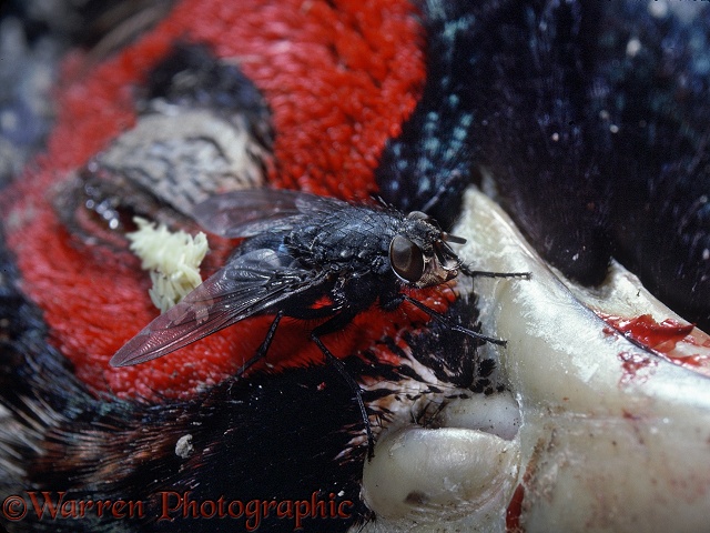 Bluebottle Fly (Calliphora vomitoria) laying eggs on the head of a dead pheasant