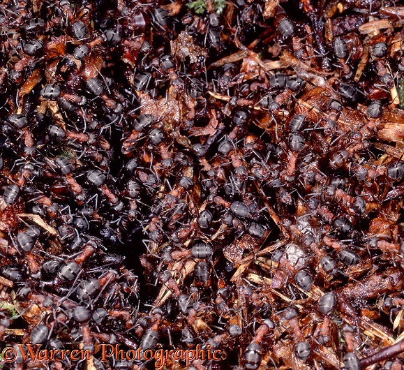Wood Ants (Formica rufa) congregating on top of their nest mound in early spring