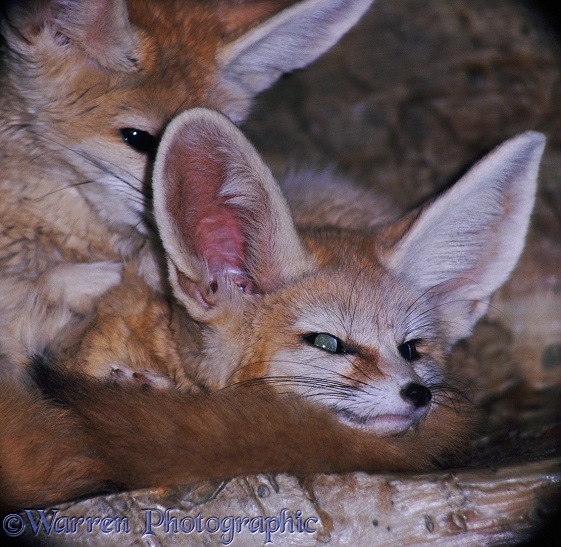 Fennec or Desert Foxes (Fennecus zerda) at night.  True deserts of Africa and Arabia