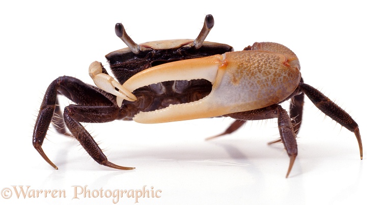 Fiddler Crab (Uca species), male playing his fiddle, white background