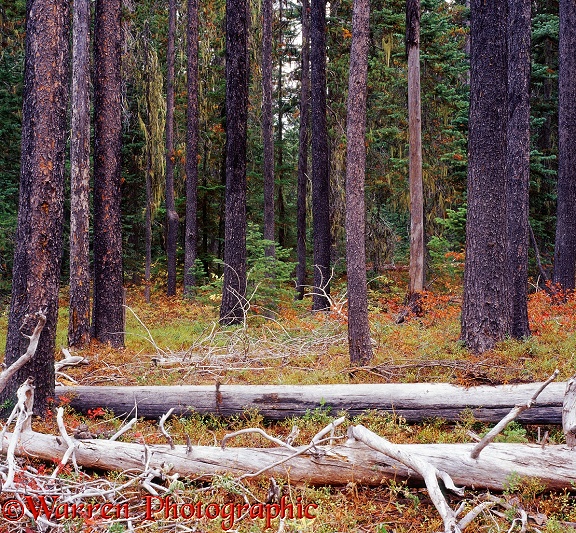 Coniferous woodland 3D 1 R.  British Columbia, Canada