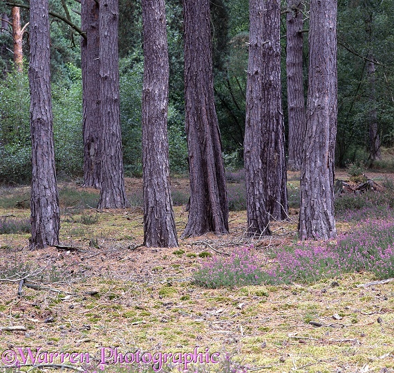 Pine woods 3D 2 R.  Surrey, England