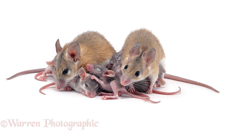 Spiny mice with babies, white background