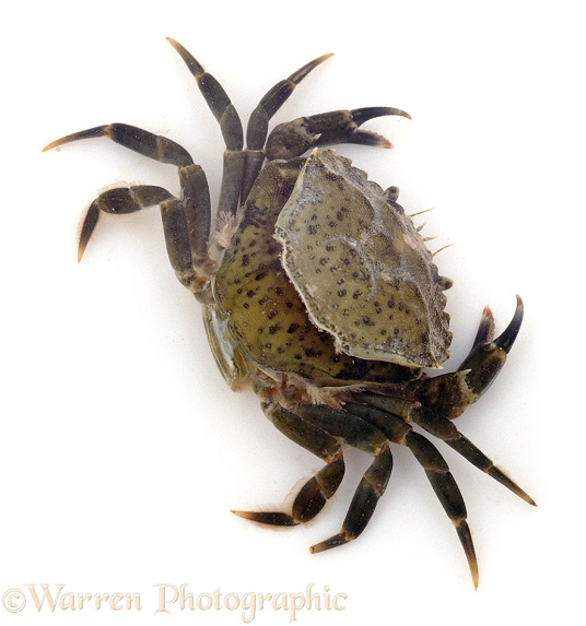 Shore Crab (Carcinus maenas) sloughing (casting off its old skin), white background