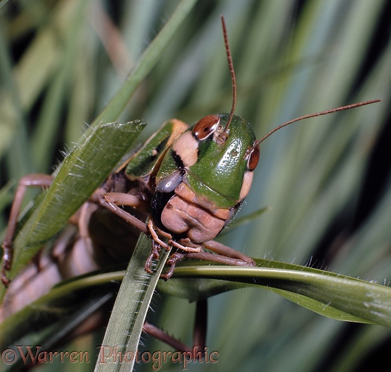 Green locust (Gastrimargus flavipes) eating grass.  Kenya