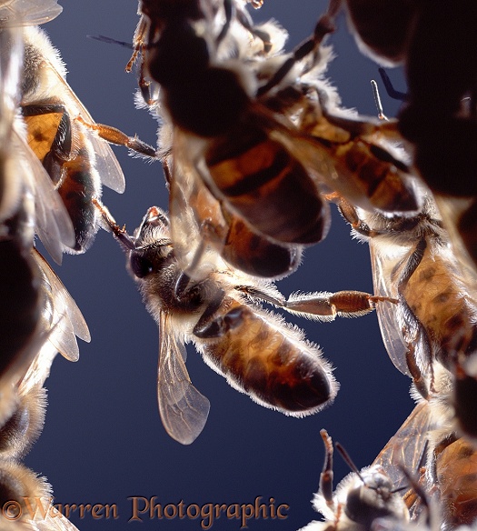 Honey Bee (Apis mellifera) workers viewed from underside showing location of wax glands.  Worldwide