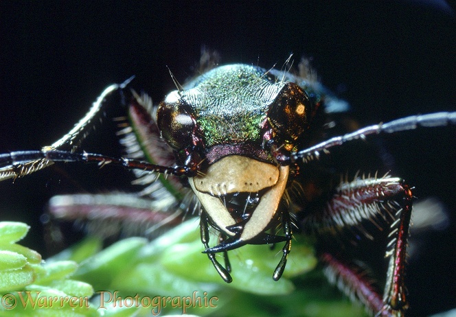 Common Tiger Beetle (Cincindela campestris) portrait showing jaws.  Europe