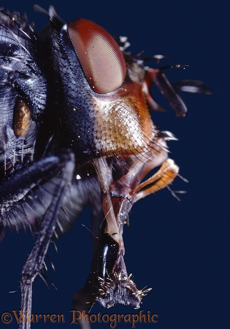 Bluebottle Fly (Calliphora vomitoria) portrait showing extended proboscis.  Worldwide