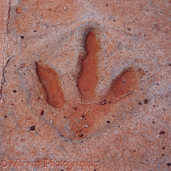Bipedal dinosaur footprint