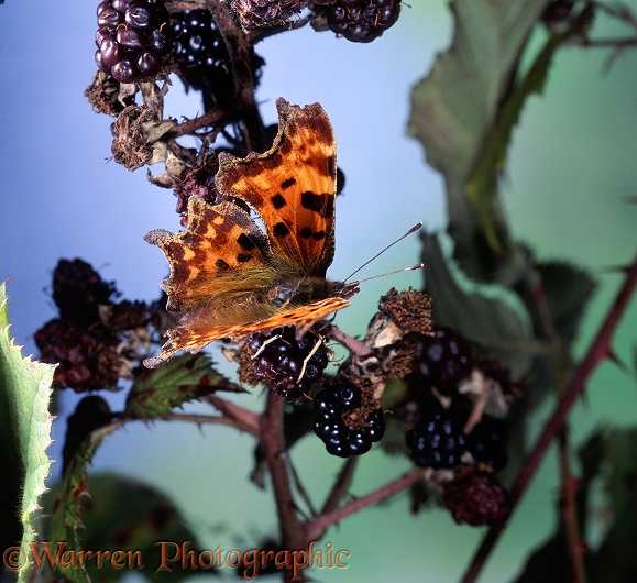 Comma Butterfly (Polygonia c-album) feeding on ripe blackberries.  Europe, North America