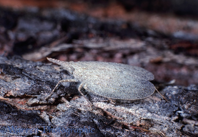 Lantern fly (Eurystheus dilatatus).  W Australia