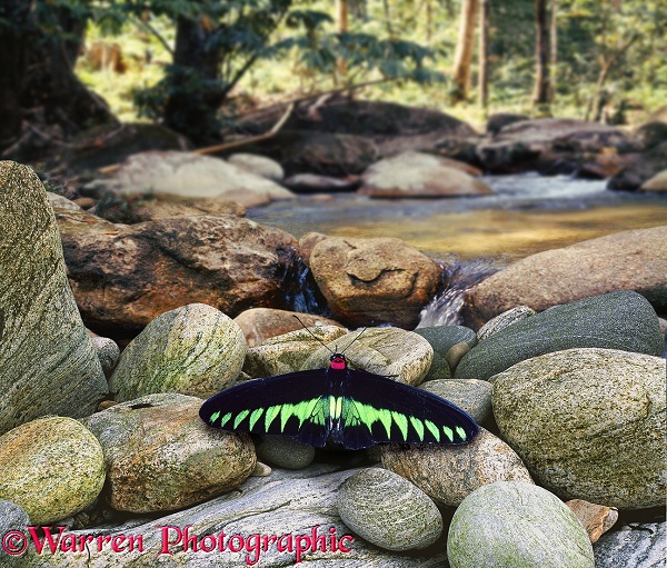 Rajah Brooke's Birdwing Butterfly (Trogonoptera brookiana) by a Malayan jungle stream.  Malaysia